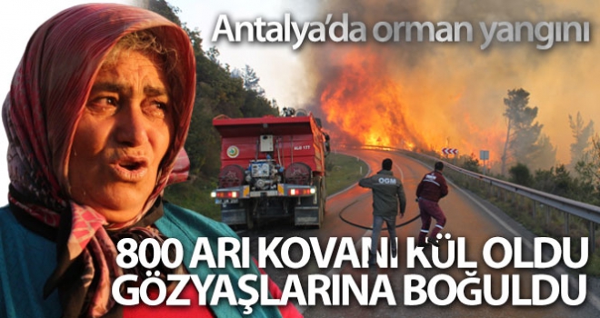 Orman yangınında 800 arı kovanı kül olan teyze gözyaşlarına boğuldu