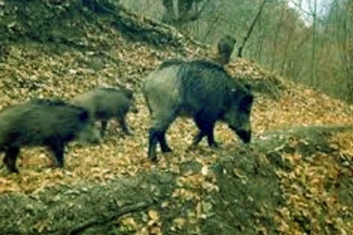 Artvin’de kaçak avcılara para cezası!