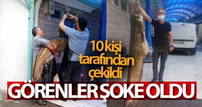 Dev yayın balığı 10 kişi tarafından çekildi