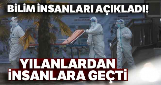 Corona virüsü yılanlardan insanlara geçti