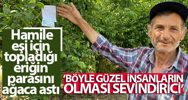 Hamile eşi için topladığı eriğin parasını ağaca astı