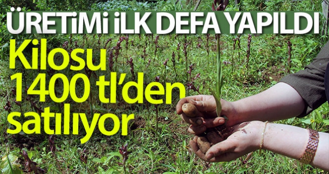 Giresun'da ilk defa üretimi yapıldı, kilosu bin 400 TL'den satılıyor