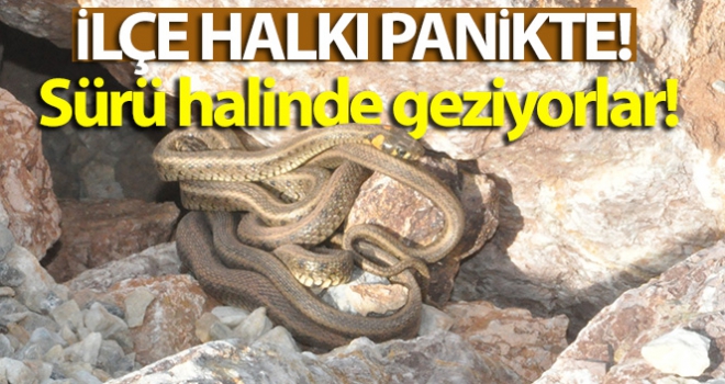 İlçe halkı panikte! sürü halinde dolaşıyorlar