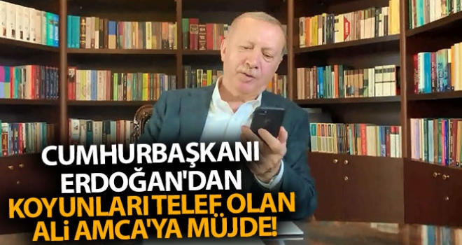 Cumhurbaşkanı Erdoğan'dan koyunları telef olan Ali Amca'ya koyun müjdesi