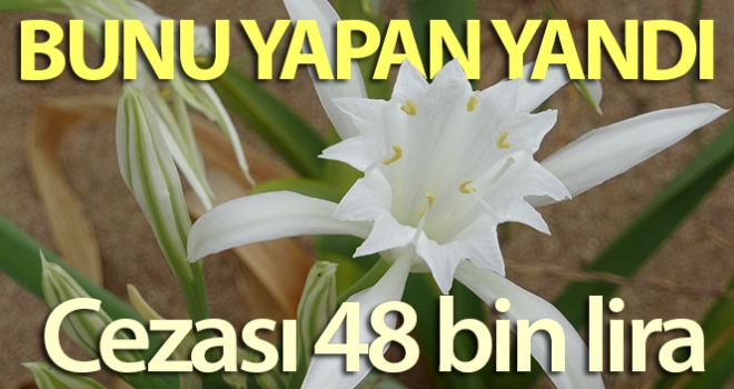 Şile'de kum zambağını koparana 48 bin lira ceza kesiliyor