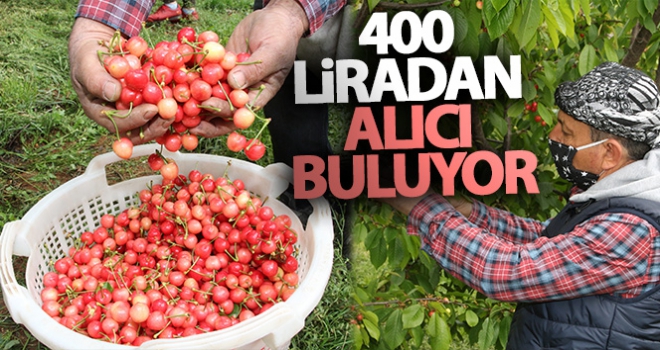 Kuzey yarımkürenin ilk kirazı pazara düştü, 400 liradan alıcı buldu