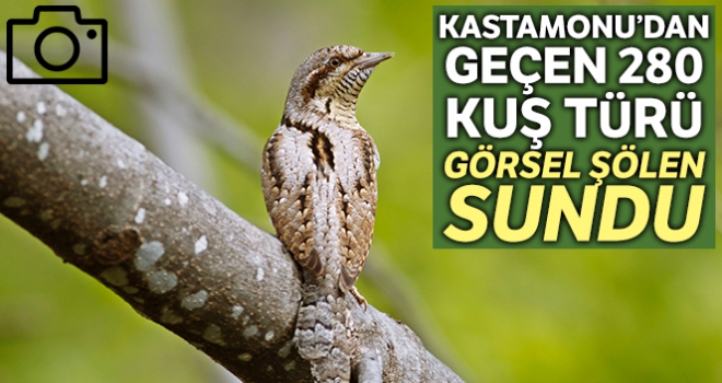 Kastamonu'da şuana kadar 280 kuş türü geçti