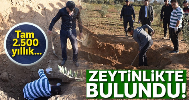 Zeytinlikte bulundu! Tam 2 bin 500 yıllık...