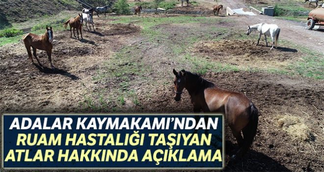 Adalar Kaymakamı Mustafa Ayhan ruam hastalığı taşıyan atlar hakkında açıklama yaptı