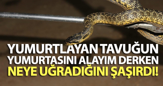 Yumurtlayan tavuğun yumurtasını alayım derken, yılanı tuttu