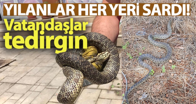 Yılanlar her yeri sardı! Uyarı geldi - Vatandaşlar tedirgin...