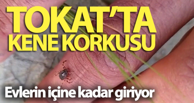 Tokat'ta, kene korkusu