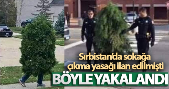 Sırbistan'da sokağa çıkma yasağını delen 'ağaç' yakalandı