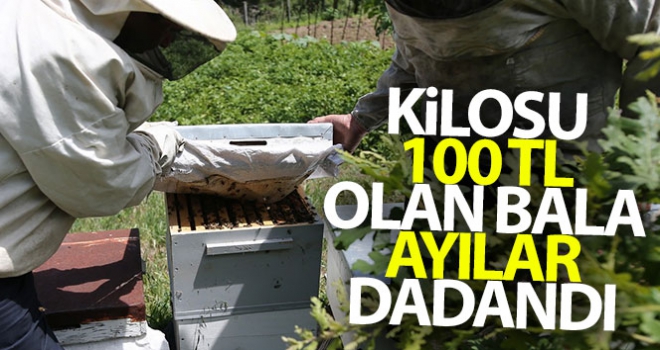 Kilosu 100 liraya satılan bala ayılar dadandı