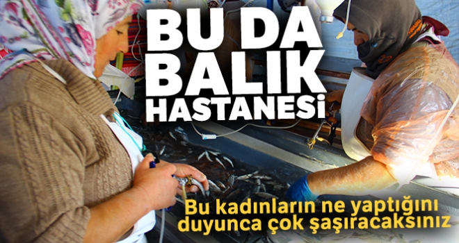 Bu da balık hastanesi, bu kadınların ne yaptığını duyunca çok şaşıracaksınız