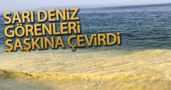 Ören'de sarı deniz görenleri şaşkına çevirdi