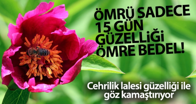 Ömrü sadece 15 gün, güzelliği ise ömre bedel