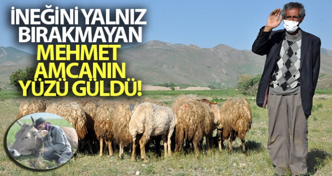 İneğini yalnız bırakmayan Mehmet amcanın yüzü güldü