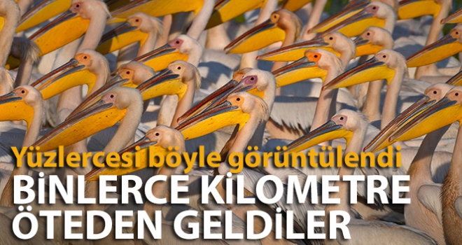 Binlerce kilometre öteden geldiler...Balıkçılar olmadığı için yüzlercesi böyle görüntülendi