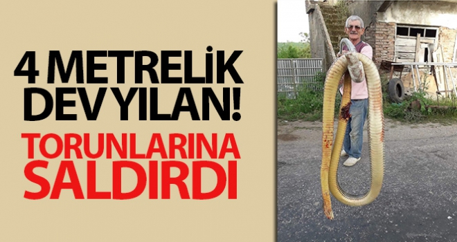 Torunlarına saldıran dev yılanı tüfekle öldürdü