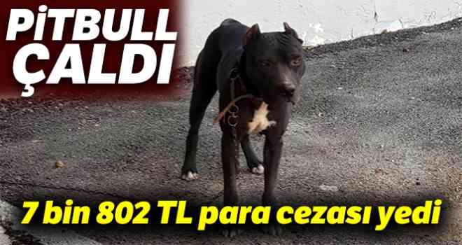 Pitbull çaldı, 7 bin 802 TL para cezası yedi