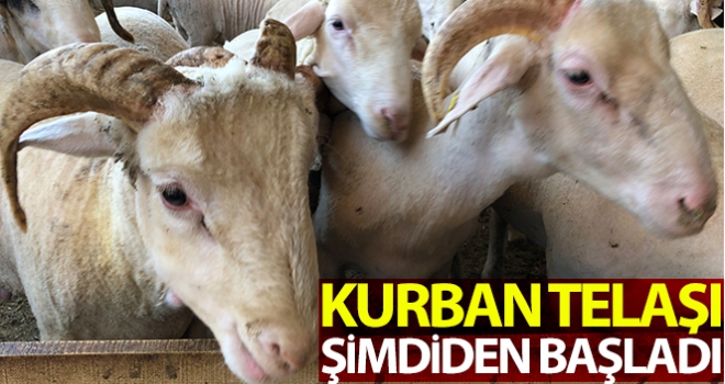 Kurban telaşı başladı, koçlar danalar görücüye çıktı