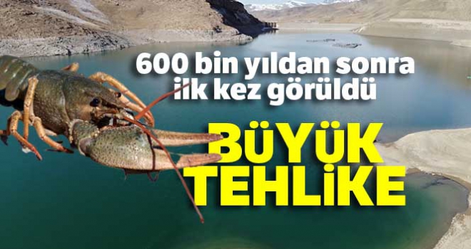 Van Gölü Havzası'nda 600 bin yıldan sonra ilk kez kerevit görüldü