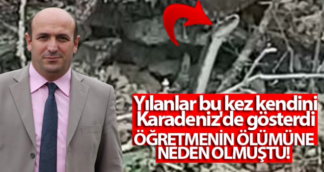 Yılanlar bu kez kendini Doğu Karadeniz'de gösterdi