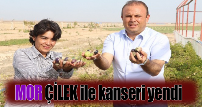 Yakalandığı meme kanserini yetiştirdiği mor çilekle yendi