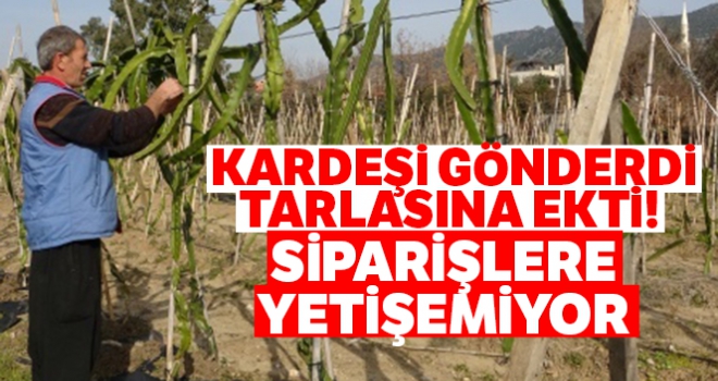 Kardeşi gönderdi, tarlasına ekti! Şimdi siparişlere yetişemiyor