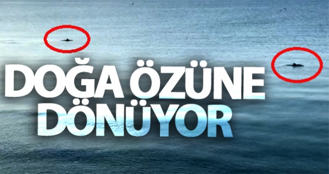 Doğa özüne dönüyor: Deniz Yunuslara kaldı