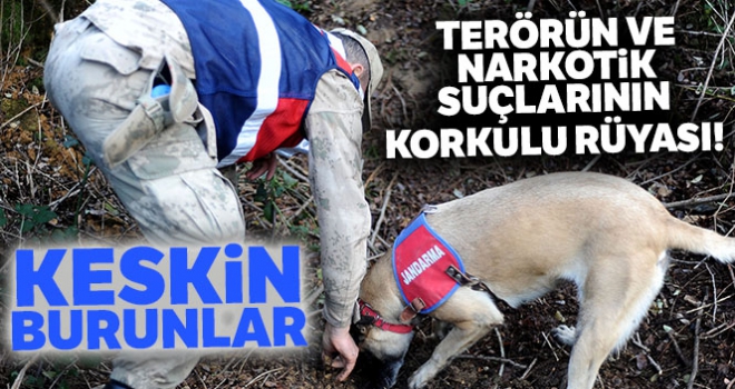 Terörün ve narkotik suçlarının korkulu rüyası: Keskin burunlar