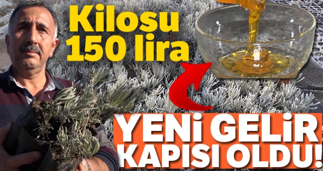 Yeni gelir kapısı oldu: kilosu 150 lira!