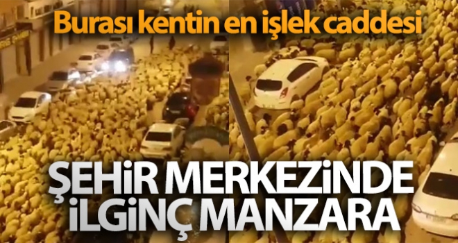 Şehir merkezinden geçen koyun sürüsü şaşırttı