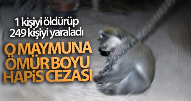 1 kişiyi öldürüp, 249 kişiyi yaralayan maymuna ömür boyu hapis cezası