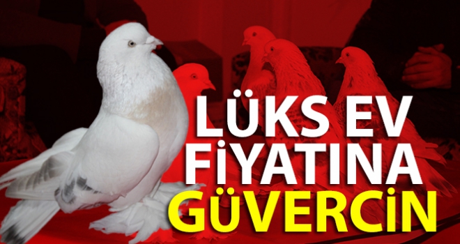 Lüks ev fiyatına güvercin