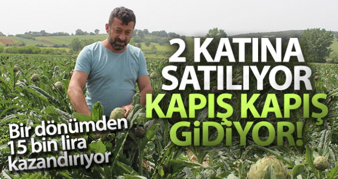 Fiyatı diğer enginarların iki katı ama tarlada kapışılıyor