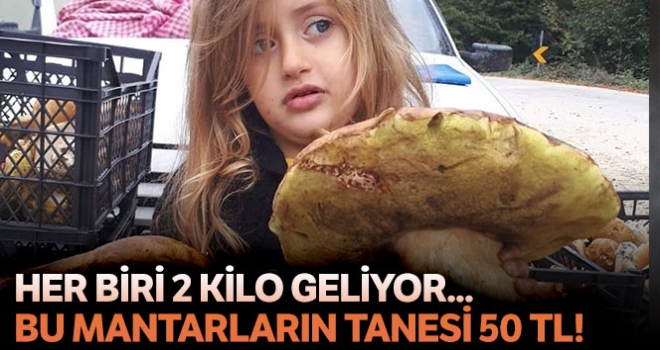 Her biri 2 kilo geliyor...Bursa'da toplanan mantarın tanesi 50 liradan satılıyor