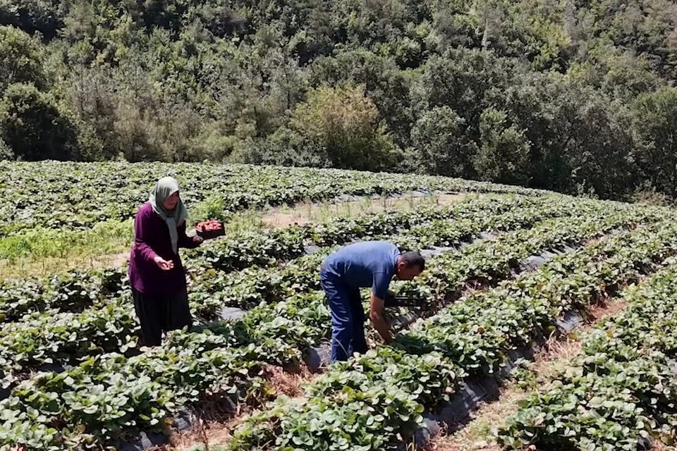 Osmaniye'de 128 haneye 6,8 milyon TL'lik tarımsal destek