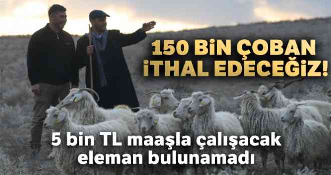 150 bin çoban ithal edeceğiz