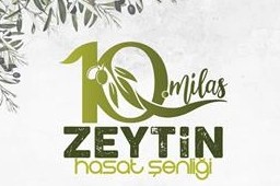 Milas'ta zeytin hasat şenliği için geri sayım başladı