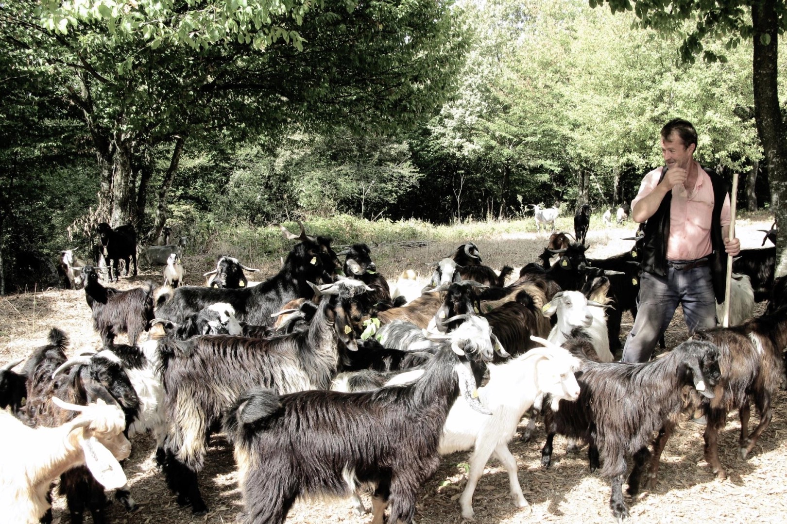 Bursa'da keçi çobanının zorlu yolculuğu