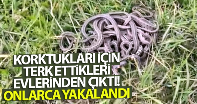 Korktukları için terk ettikleri evlerinden çıktı! Onlarca yakalandı