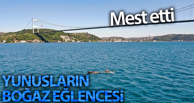 Yunusların mest eden Boğaz eğlencesi