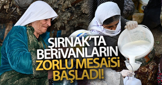 Şırnak'ta berivanların zorlu mesaisi başladı