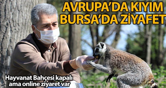 Avrupa'da hayvanlara kıyım, Bursa'da ziyafet var