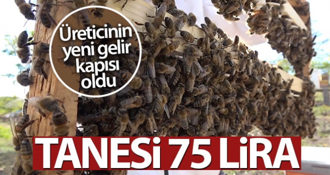 Bal üreticisinin yeni gelir kapısı ‘Kraliçe Arı'! Tanesi 75 lira...