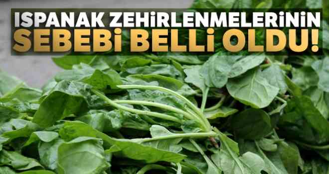 Ispanak zehirlenmelerinin sebebi belli oldu!