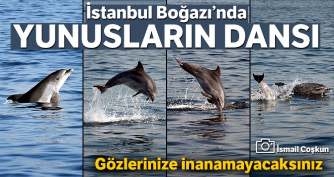 İstanbul Boğazı'nda yunusların dansı