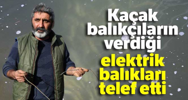 Pülümür çayına kaçak balıkçıların verdiği elektrik, balıkları telef etti